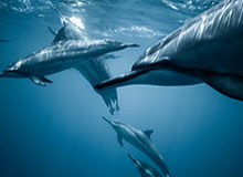 简单策略助你轻松达成“为邪教徒加班”成就